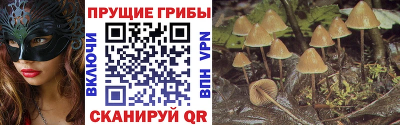 Галлюциногенные грибы Psilocybine cubensis Купить где Разумное